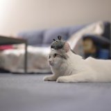 【まじめなコラム】木造の「快適性」について。